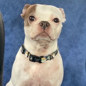 Meet your Posher, Rikki